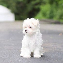 Maltese from Amanda's Sugar Sweet Puppies