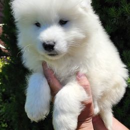 Samoyed Puppies from Rocky Mountain Samoyeds