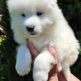 Samoyed Puppies from Rocky Mountain Samoyeds