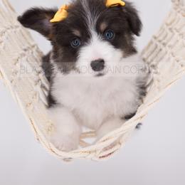 American Corgi and Pembroke Welsh Corgi Puppies from Blacktail Mountain Corgis