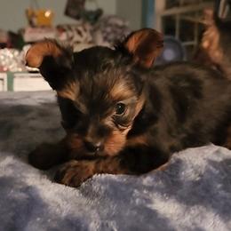 Boy 1 - Black and tan male Yorkshire Terrier puppy in Madison, North Carolina from Angie's Yorkies