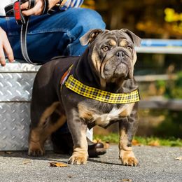 Bulldog puppies from Bougie Bullies & Birds LLC