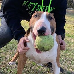 Bull Terriers from Wilkins farms