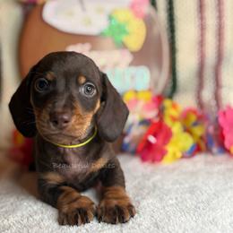 Bush - Chocolate and tan male Dachshund puppy in Washington from Beautiful Doxies