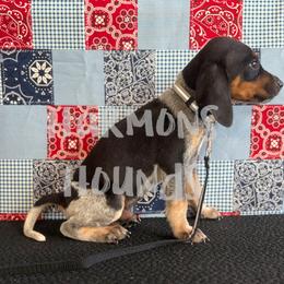 Hank - Blue ticked and tan male Bluetick Coonhound puppy in Mount Pleasant, Texas from Harmons Hounds