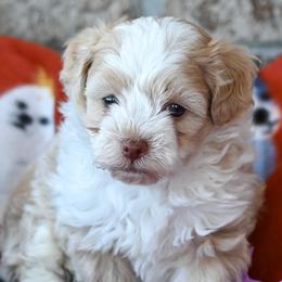 Cavalier King Charles Spaniels, Havapoos, Maltipoos, Morkies, and Yorkipoos from Happy Tail Puppies