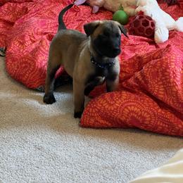 Puppy 2 - Fawn sable male Belgian Malinois puppy in Coral, Michigan from Leash of Honor LLC