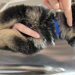 German Shepherd Puppies from VonBacchusshepherds