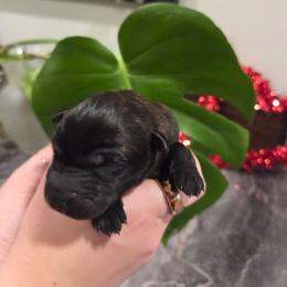 Eros (orange) - Black brindle male Dutch Shepherd puppy in Signal Mountain, Tennessee from Torgun Police Dogs