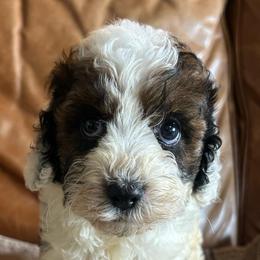 Star - Black and white female Cavapoo puppy in Arabi, Georgia from Huckadoodle Farm