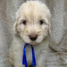 Skyler - Caramel ice male Australian Labradoodle puppy in Upland, California from Kings Labradoodles