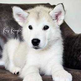 Kris Kringle - Sable and white male Alaskan Malamute puppy in Brookwood, Alabama from Sunset Malamutes