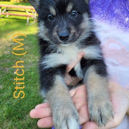Pomsky Puppies from Paw-lenty of Pomskies