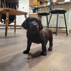 Boykin Spaniel Puppies from Heather Schroeder