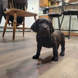 Boykin Spaniel Puppies from Heather Schroeder