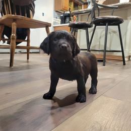 Boykin Spaniel Puppies from Heather Schroeder