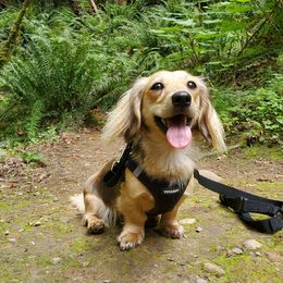 Dachshunds from Designer Doxies
