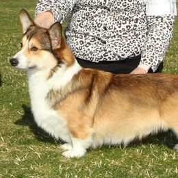 Pembroke Welsh Corgi Puppies from Gwyndolyns