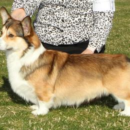 Pembroke Welsh Corgi Puppies from Gwyndolyns