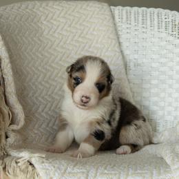 Puppy 10 Red - Blue merle male Australian Shepherd puppy in Avoca, Iowa from Danker Farms