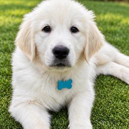 Archie - Light golden male Golden Retriever puppy in Fresno, California from Warwick’s Central California Goldens