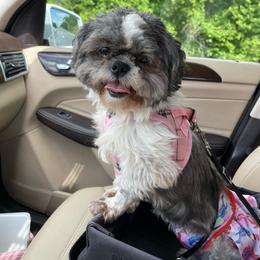 Sandy Sage - Black and white female Shih Tzu puppy in Stafford, Virginia from Bayview Pups