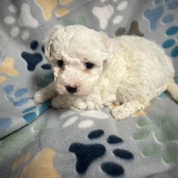 Bichon Frise, Shichon, and Shih Tzu Puppies from Jacob’s Shih Tzu & Shichon