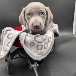 Aldo Nova - Blue male Weimaraner puppy in Evart, Michigan from Drehbar Weimaraners