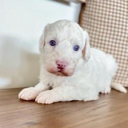 Blanton - Parti male Goldendoodle puppy in Queen Creek, Arizona from Sunny Doodles