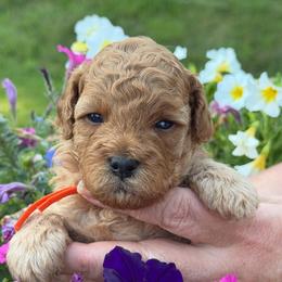 Winnie (orange collar) - Red female Cavapoo puppy in Mouth Of Wilson, Virginia from HoneyBunn Doodle Co.