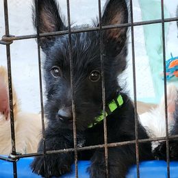 Scottish Terrier Puppies from Nicole's Scottish Terriers