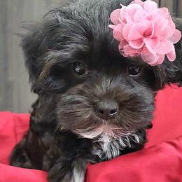 Maltese, Maltipoo, and Morkie Puppies from The Aristocratic Puppy Patch