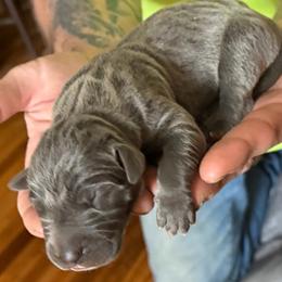 Billy - Blue female Great Dane puppy in Ottumwa, Iowa from Robin's Great Danes