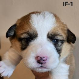 IF-1 - Sable female Pembroke Welsh Corgi puppy in Ely, Minnesota from RJ's Corgis