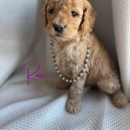 Goldendoodle and Golden Retriever Puppies from Goldie Locks Golden Retrievers & Doodles