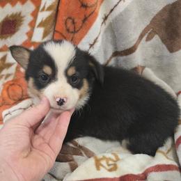 Rory - Black and tan female Pembroke Welsh Corgi puppy in Chariton, Iowa from Kickin It Acres BCs