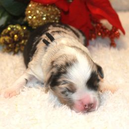 Hunter - Blue merle male Miniature Australian Shepherd puppy in Ionia, Iowa from Sapphire Stables