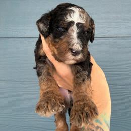 Moose - Blue merle male Bernedoodle puppy in Fortuna, California from Dalton Poodles and Doodles