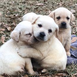 Labrador Retrievers from Cross G Farms