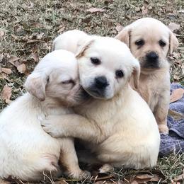 Labrador Retrievers from Cross G Farms