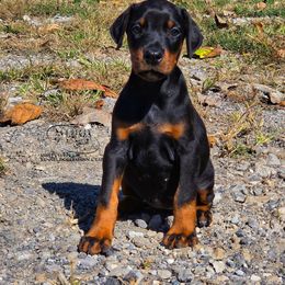 Girl 2 - Black and rust female Doberman Pinscher puppy in China Township, Michigan from Snell's Superior Kennel Dobermann & GSP