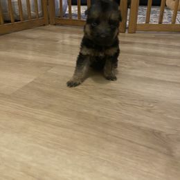 Araya - Black and red female German Shepherd puppy in Youngsville, North Carolina from Di casa Esperanza