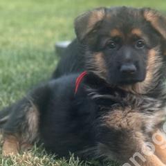 Kenai (Boy 2) - Black and red German Shepherd puppy in Orem, Utah from Timpanogos Shepherds