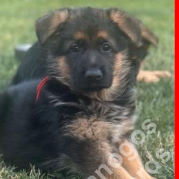 Kenai (Boy 2) - Black and red German Shepherd puppy in Orem, Utah from Timpanogos Shepherds