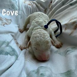 Boy 3 - Apricot male Goldendoodle puppy in Atlantic Beach, Florida from Glamorous Golden Doodles