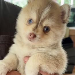 Pomsky and Toy Shetland Sheepdog Puppies from Lone Star Sheltie