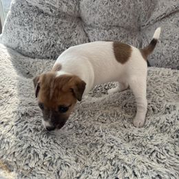 Girl 1 - Tan and white female Jack Russell Terrier puppy in Myersville, Maryland from Brigadoon Farm
