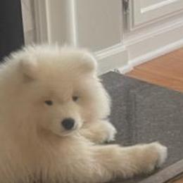 Samoyed Puppies from Mountain Laurel Samoyeds