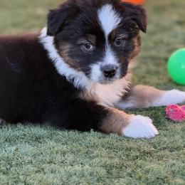 George - Black tri-color male Australian Shepherd puppy in Tucson, Arizona from Imagine Australian Shepherds