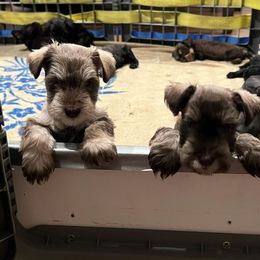 Miniature Schnauzer Puppies from So Cal Schnauzer